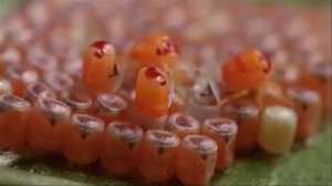 Нимфы мраморного клопа - появление на свет.