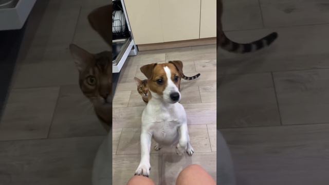 #бенгальскаякошка #джекрассел #животные