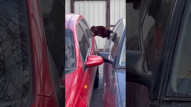 кошкам вечно делать нечего