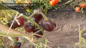 Томат трудяга из Америки завалит вас вкусными сочными сладкими помидорами