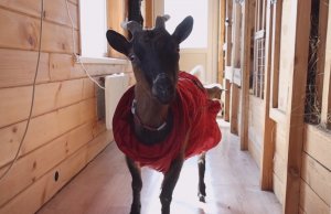 Рогатые карлики с гигантского континента - в программе "Дело ведёт Мур-р-р"