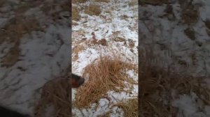 Команда ко мне. Нюансы по команде ко мне. #командакомне #доберман #комне