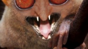 Самые страшные животные мира !!!