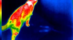 Гудини в инфракрасном диапазоне