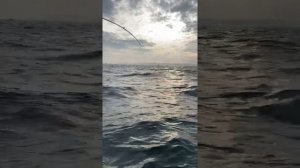 Ловля трески в Балтийском море. Ноябрь 2020