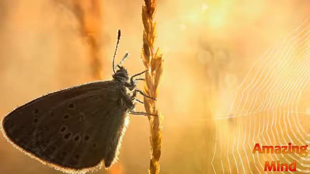 Почему бабочки летят на свет? что привлекает? смотреть онлайн