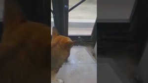 собака в автобусе №36 г. Пермь