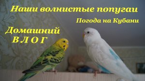 Наши волнистые попугаи?❤? / Погода на Кубани?☀ / Домашний ВЛОГ