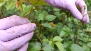 Розы плохо цветут? Главный секрет цветения роз!  2. Июнь.