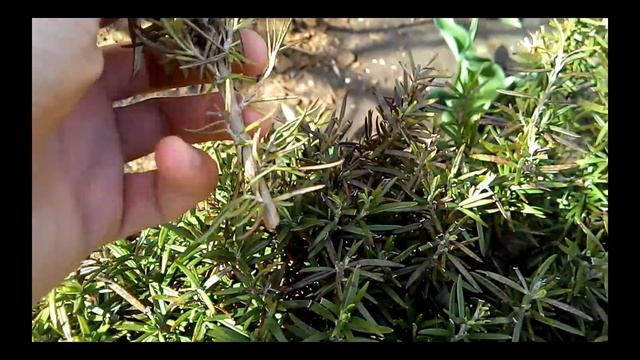 Размножение розмарина черенкованием (ч.1-я) смотреть онлайн