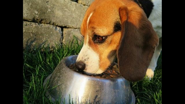 Dog Pant Problem | Dog Ke Hafna Ki Problem | Dog Ke Hafne Ki Problems | Dog Puff | | смотреть онлайн