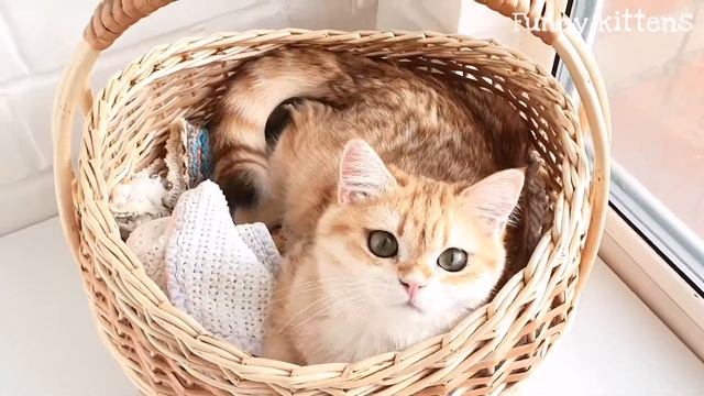 ? Кошка в лукошке ?|Котенок золотой шиншиллы 5 месяцев |Мими