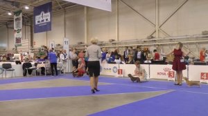 EURO DOG SHOW 2017. DACHSHUND ZWERG RAUHHAAR. Part_1