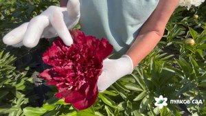 Bob peony. Боб пион. Пулков сад