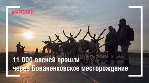 11 000 оленей прошли через Бованенковское месторождение