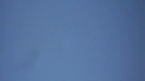 Туркменские бойные голуби