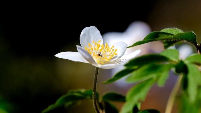 Wood Anemones смотреть онлайн