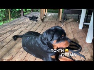 Дрессировка ротвейлера.С Вами кинолог Наталья Севостьянова и «Мир глазами собак «