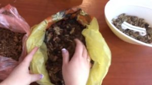 Мини-орхидеи: уход и пересадка