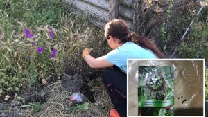 ОФИГЕННАЯ ЖИВАЯ ИЗГОРОДЬ И ВКУСНАЯ. УГОЛОК САДОВОДА. ПЕРЕЕЗД НА ЮГ. ЛУЧШИЕ РАСТЕНИЯ. СВОИМИ РУКАМИ.