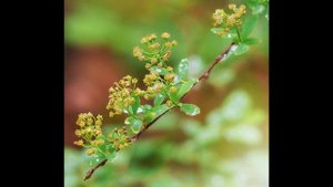 Макросъемка на Olympus OM-D E-M10 Mark II. Опыт и примеры