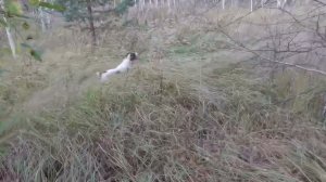 Отстрел Джемени 0,38(0,5) беретта а400 новатор медведь + поиск вальдшнепа с спрингер спаниелем