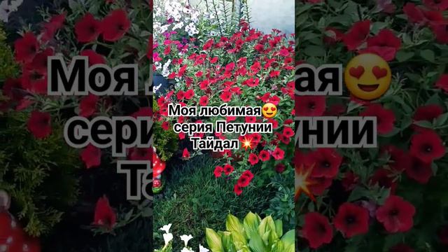 Шикарная Петуния/Моя любимая серия Петунии Тайдал👍👍👍 #сорта петунии#петуния #сад