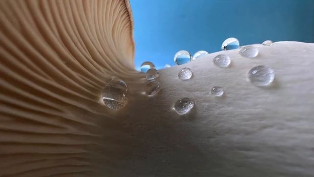 APPLE iPhone 13 Pro Max (Alpine Green, 512 GB) смотреть онлайн