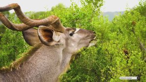 Коран сура Ат-Тагабун видео 4к Миншави -Minshawiy