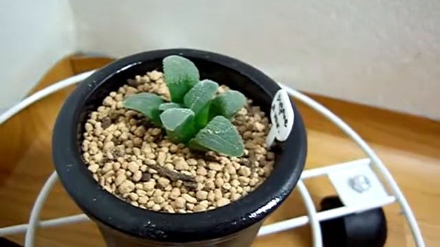 pygmaea v pygmaea.MP4 смотреть онлайн