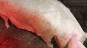 Как выбрать идеальную свиноматку/ на что обращать внимание при выборе свиноматки.