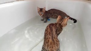 Бенгальские котята плавают в ванной