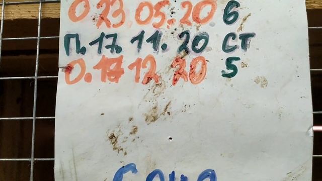 Породы РЕКС, ФЛАНДР И ВЕЛИКАН. Все тонкости кролиководства. Разведение кроликов.
