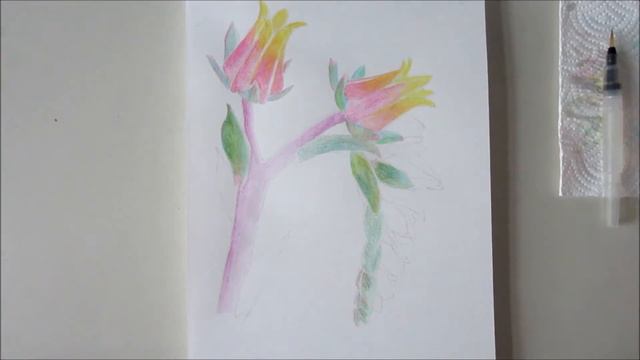Paint Echeveria Flowers with watercolor pencils. 用水彩色鉛筆畫石蓮花的花。 смотреть онлайн