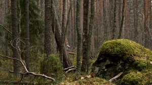 Поход на Шуйские скалы, Прионежский район, Республика Карелия