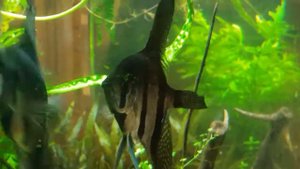 Уход за личинками Скалярии/Care larvae Angelfish (Pterophyllum scalare)