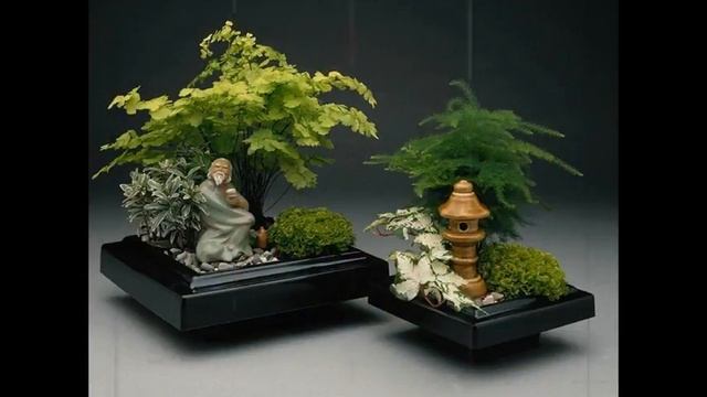 бонсай цена москва смотреть онлайн