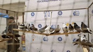 Г. ВОРОНЕЖ МЕЖДУНАРОДНАЯ ЯРМАРКА ВЫСТАВКА ГОЛУБЕЙ, ПЕВЧИХ И ДЕКОР ПТИЦ (2Ч).