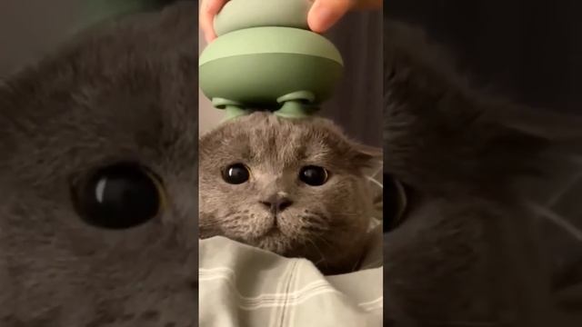 Котик #тренды#кот#trending#cat#cute#top#shorts#мило#мем#memes#смешно#funny смотреть онлайн