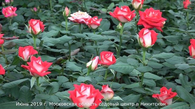 Обзор розы Нью Фэшн  (Чайно гибридная)  New Fashion  (NIRP Франция.2002)