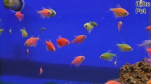 Уход за рыбкой тернеция