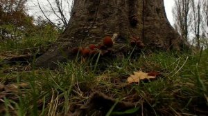 Wood ear fungi - 360° video experience