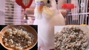 КАК ПРАВИЛЬНО КОРМИТЬ ВОЛНИСТЫХ ПОПУГАЕВ. ?HOW TO PROPERLY FEED BUDGIES. ?