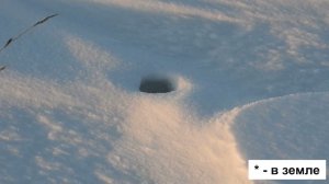 Поход на городище барсука.  Февраль