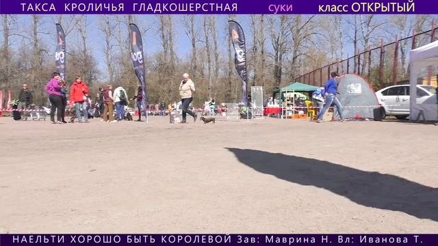 ТАКСА  КРОЛИЧЬЯ  ГЛАДКОШЕРСТНАЯ. Всероссийский Чемпионат 14 мая 2017 г.