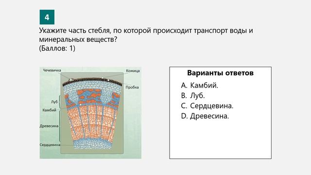 Тест строение стебля