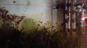 Неоны. Нерест?