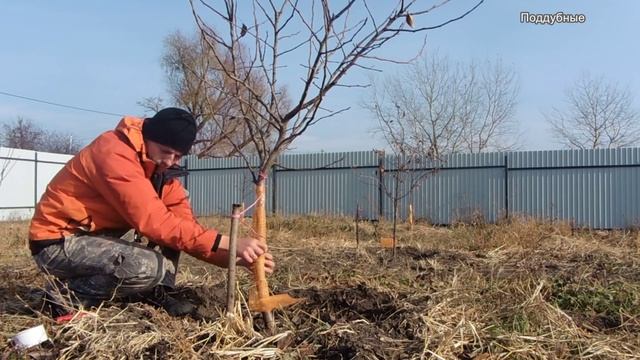 Как защитить деревья от грызунов Поддубные