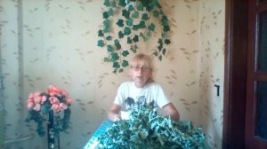 Кирказон ломоносовидный - лечебные свойства
