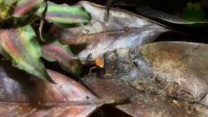 Кто такие древолазы?